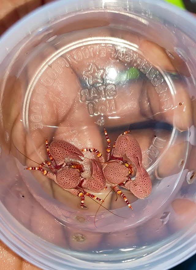 Red coral crab