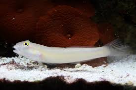 White Glider Goby