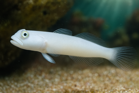 White Glider Goby