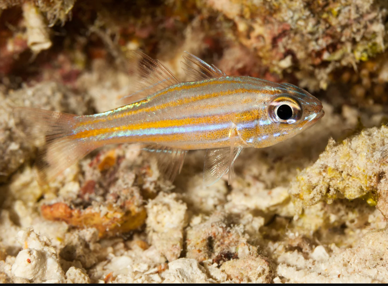 Yellow-striped Cardinal