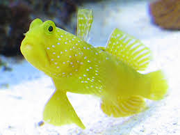 Yellow Prawn Goby / Yellow Watchman Goby