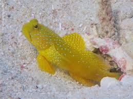 Yellow Prawn Goby / Yellow Watchman Goby
