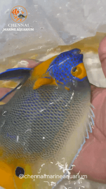 Blue Face Angelfish