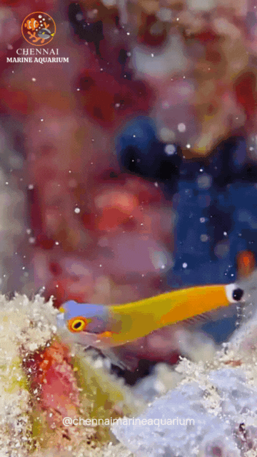 Tail Spot Blenny