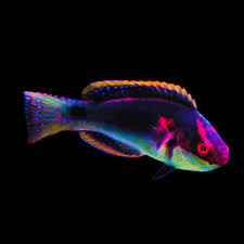 Exquisite Wrasse