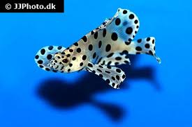 Panther Grouper