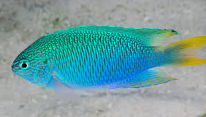 Peacock Damsel