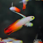 Firefish Goby