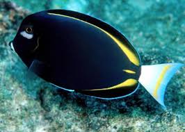 Powder Black Tang (Black Surgeonfish)