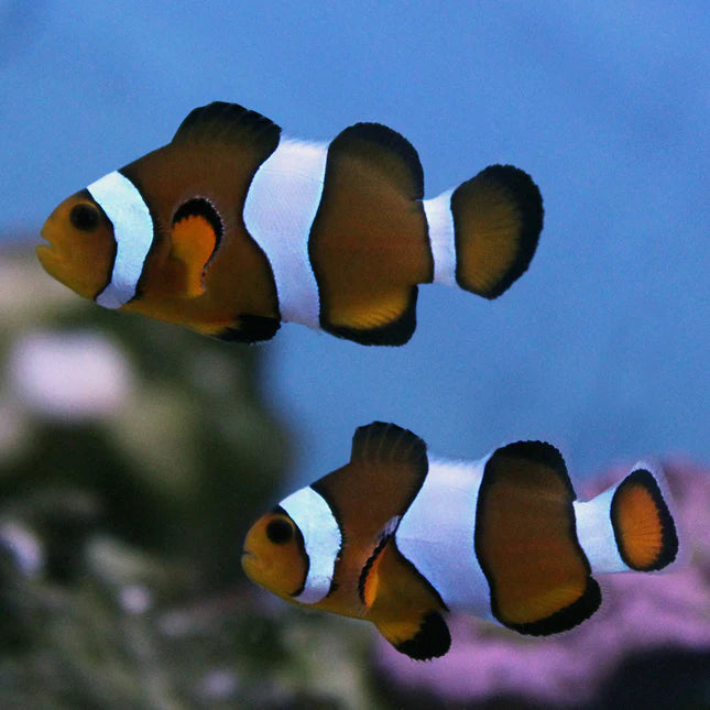 Black Photon Hybrid Clownfish - (IMPORTED DESIGNER CLOWN)