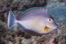 Unicorn Naso Tang (Unicornfish)