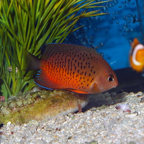 Exotic - Rusty Angelfish