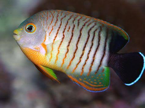 Eibl-Eibesfeldt's Pygmy Angelfish