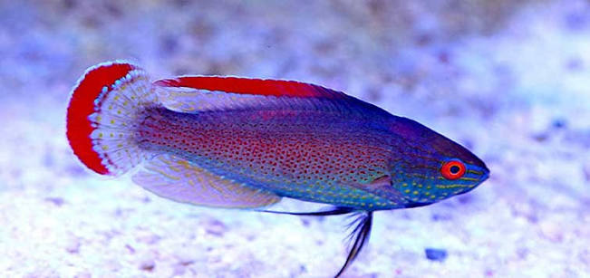 Red Margin Fairy Wrasse