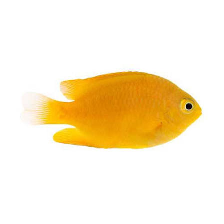 Lemon Damselfish