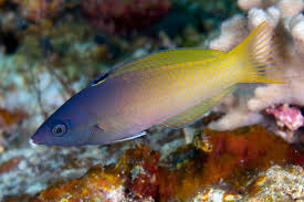 Purpleheaded Wrasse (Rare)