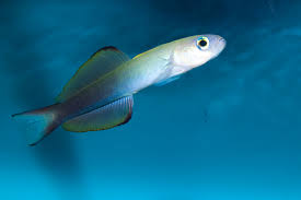 Scissortail Rat Goby