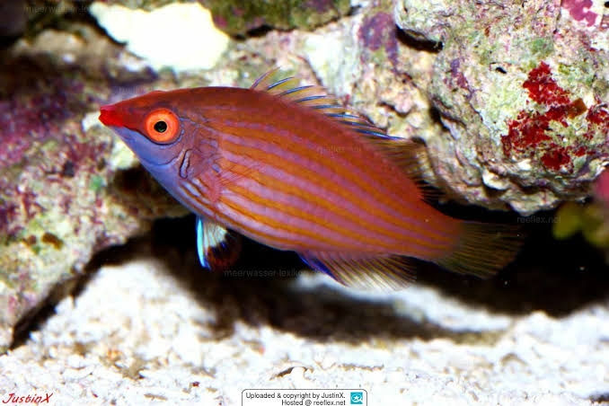 Pink Streaked Pygmy Wrasse (Reef Safe)