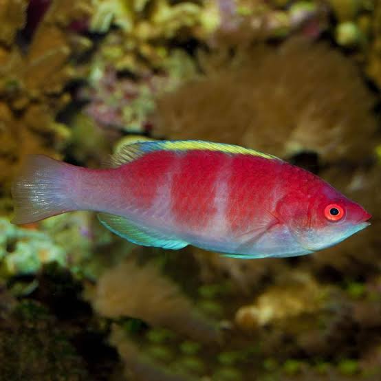 Yellow-Fin Fairy Wrasse (Rare)