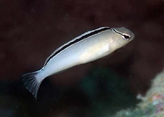 Smith's Blenny