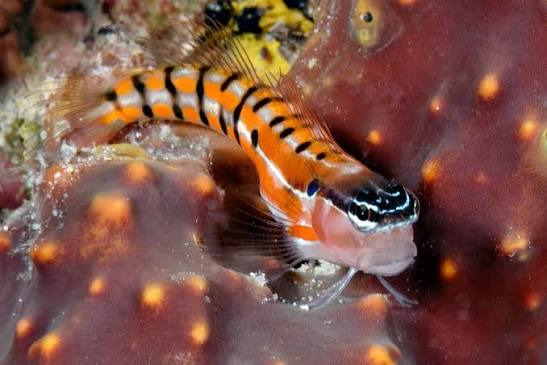 Latticed Blenny