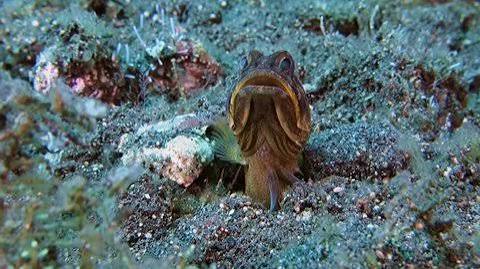 Bali Jawfish