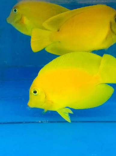 Yellow Surgeonfish