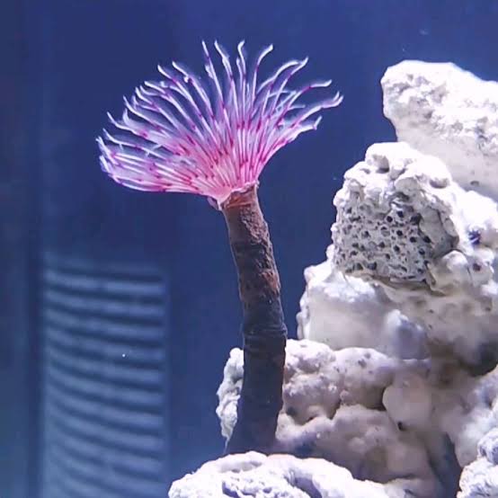 Feather Duster - Exotic Pink