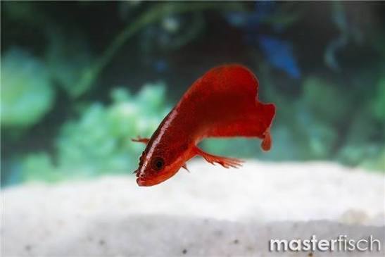 Red Longfin Dottyback ( Very Rare )