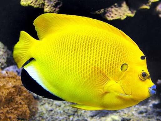 Three-spot Angelfish / Blue lipstick Anglefish