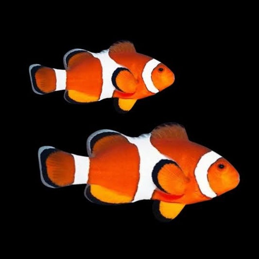 Wild Orange Ocellaris Clownfish - Pair