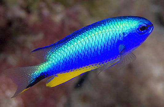 Allen's damsel