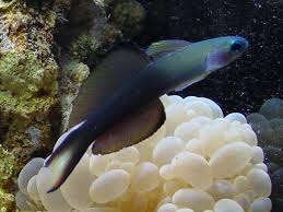Scissortail Rat Goby