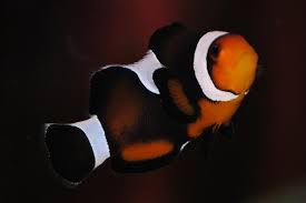 Maine Mocha Clownfish - (IMPORTED DESIGNER CLOWN)