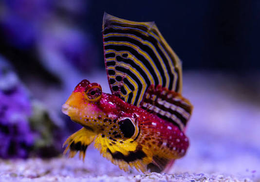 Exotic - Ruby Red Var Dragonet Blenny