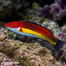 Naoko's Fairy Wrasses