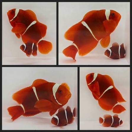 Maroon Clownfish - Pair