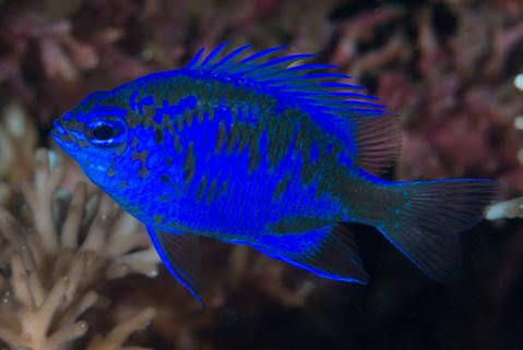 Springer's Blue Damsel