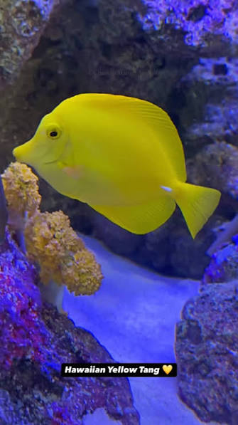 Exotic - Original Hawaiian Wild Yellow Tang