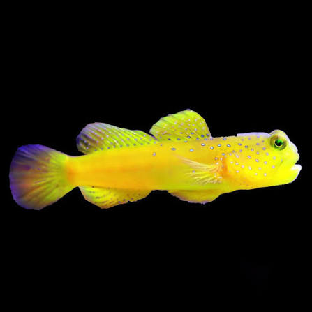 Yellow Prawn Goby / Yellow Watchman Goby