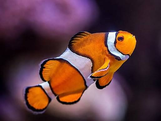 Wild Orange Ocellaris Clownfish (Nemo)