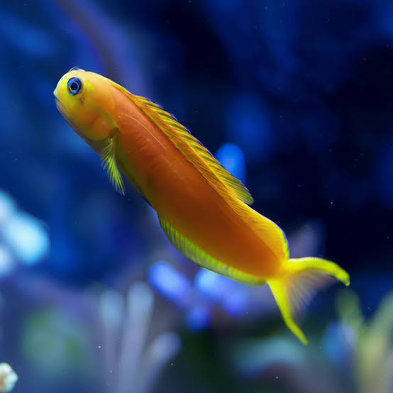 Midas Blenny
