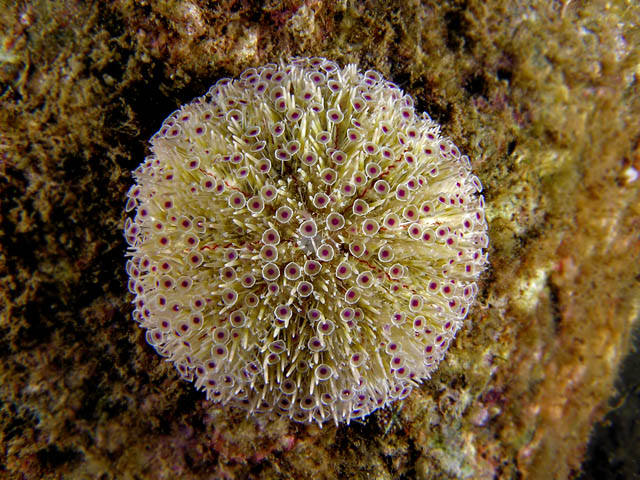 Flower urchin (Okinawa, Japan)