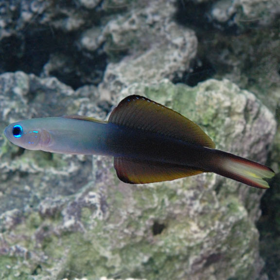 Scissortail Rat Goby