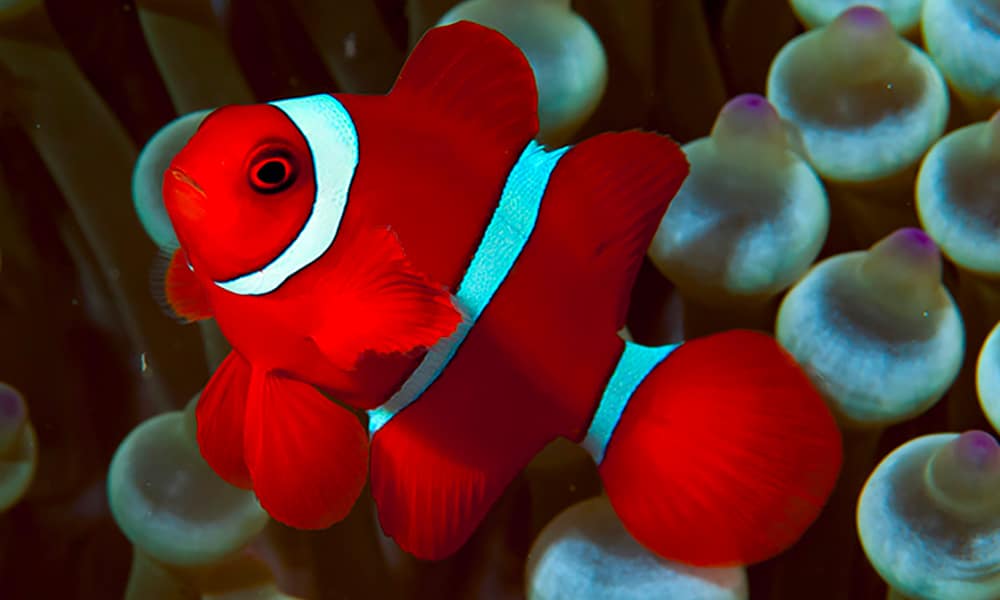Maroon Clown Fish