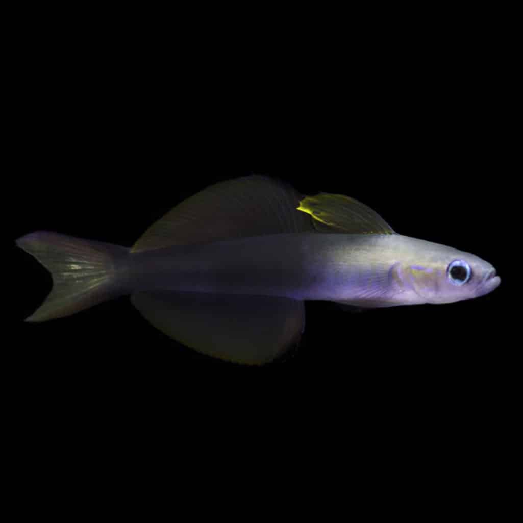 Scissortail Rat Goby