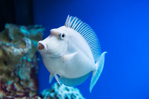 Unicorn Naso Tang (Unicornfish)
