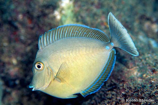 Unicorn Naso Tang (Unicornfish)