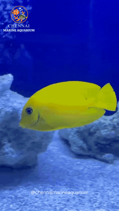 Philippines Yellow Tang