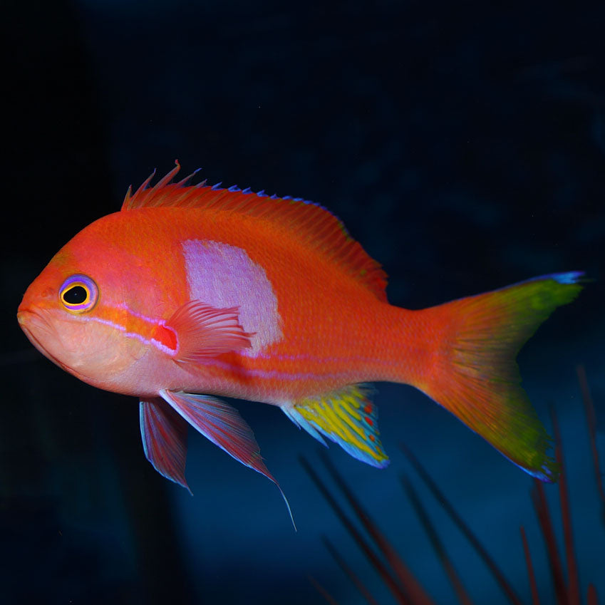 Anthias